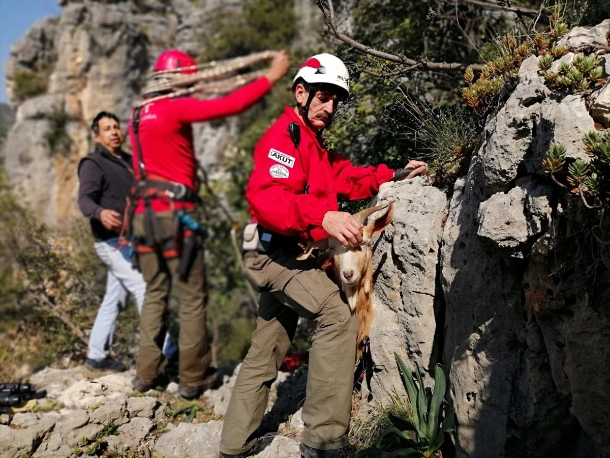 Dağ Yamacında Keçi Kurtarma Operasyonu