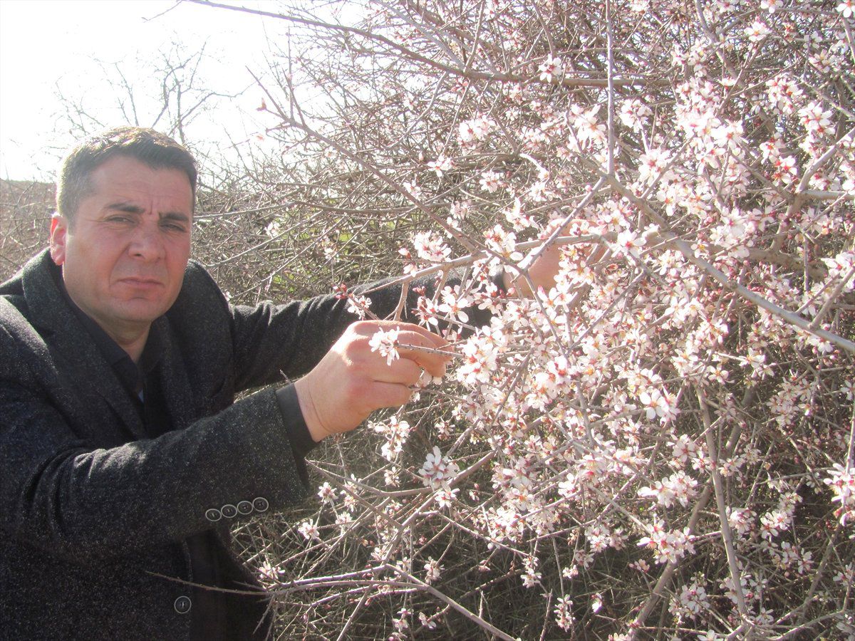Gaziantep\'te Badem Ağaçları Çiçek Açtı