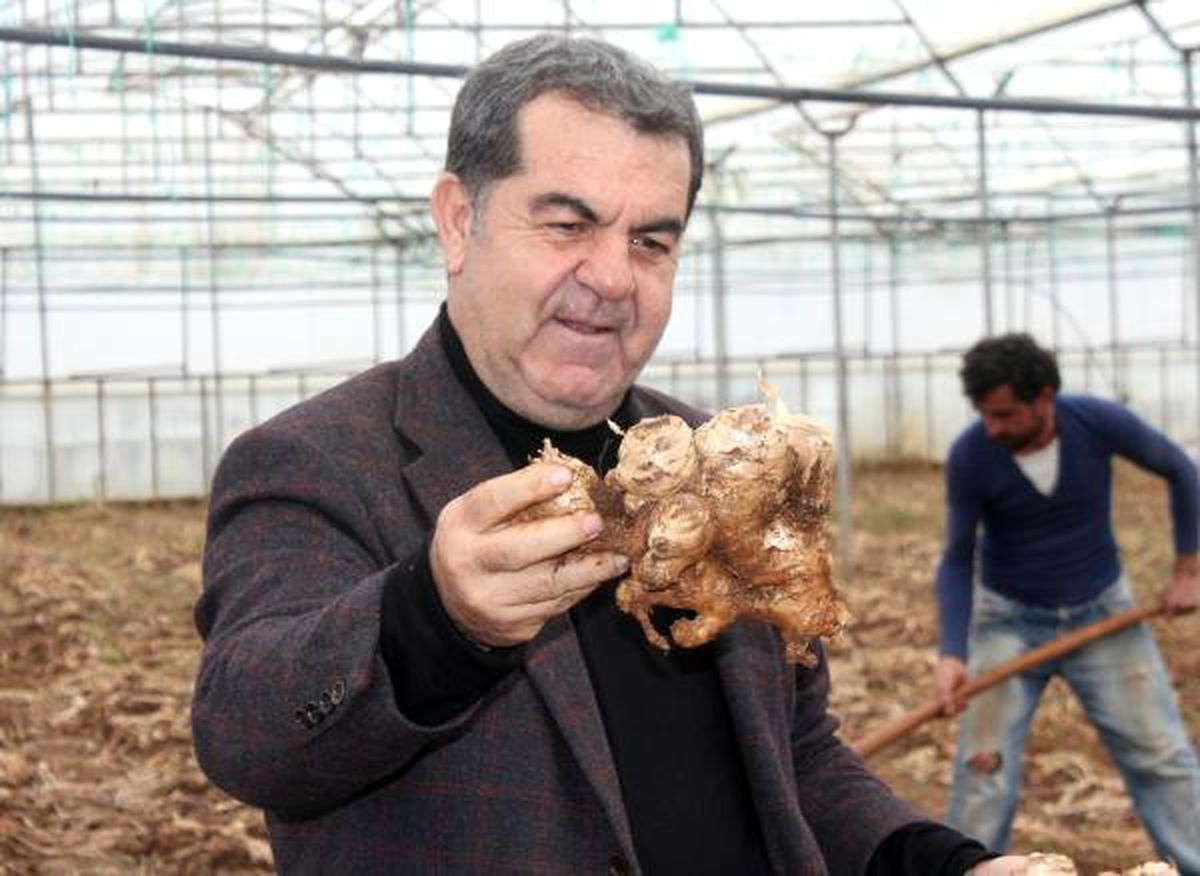 Gazipaşa\'da Yerli Zencefil Hasadı Başladı