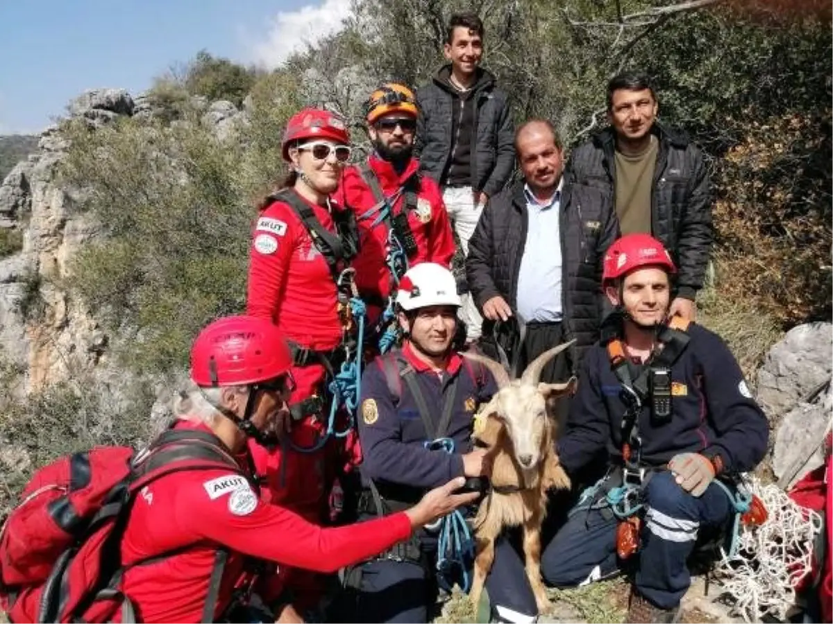 Uçurumun Kenarında Mahsur Kalan Keçi Kurtarıldı