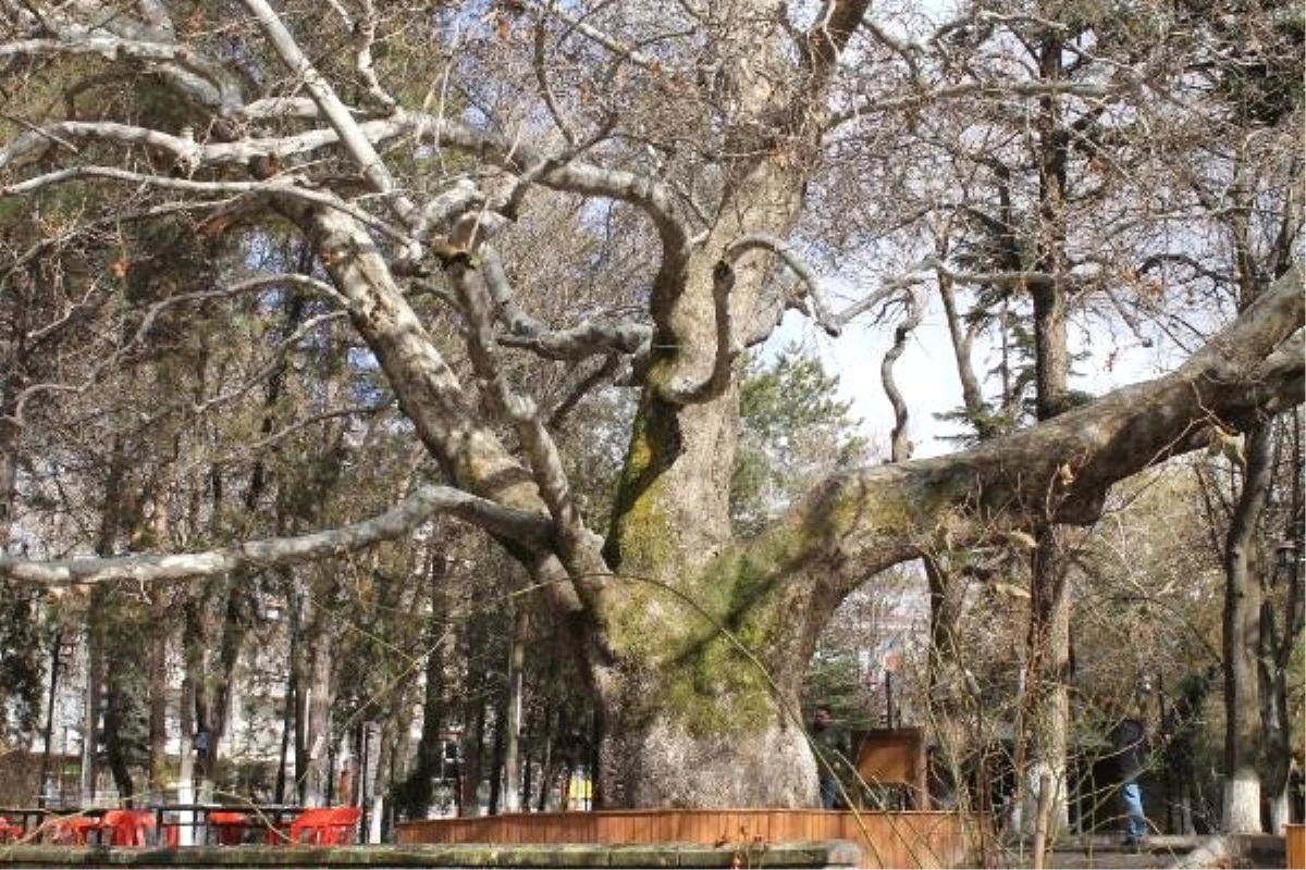 419 Yıllık Anıt Çınar Ağacı, Develi\'nin Sembolü Oldu