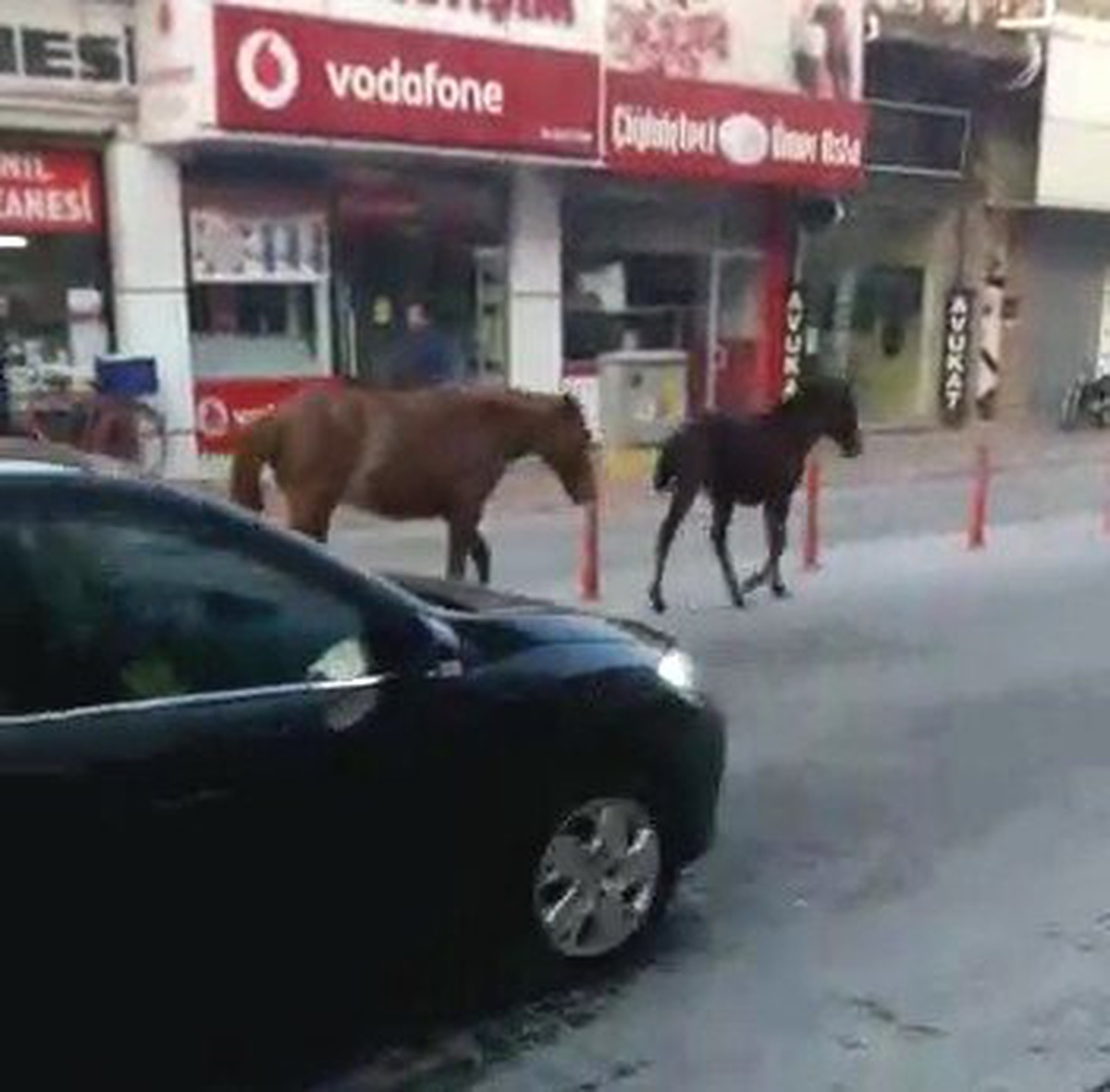 Ana Caddede Gezinti Yapan Başıboş Atlar Şaşırttı