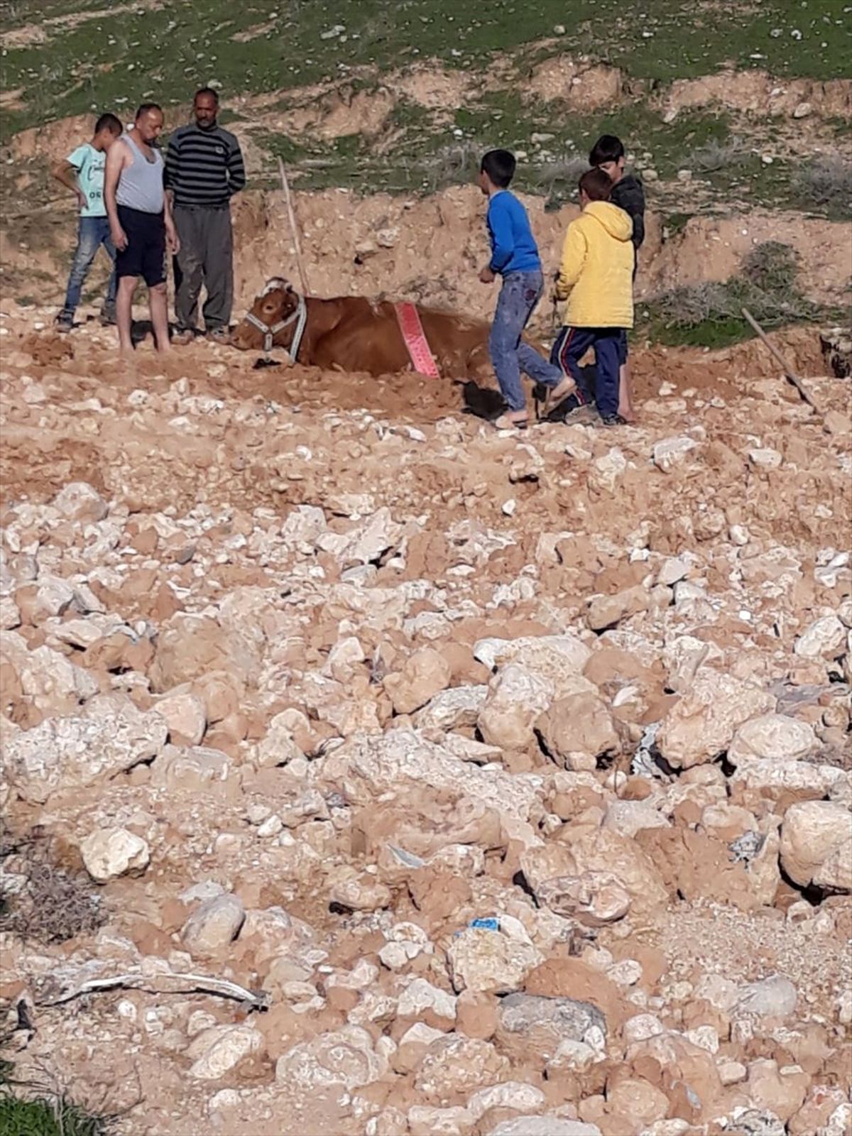 Cizre\'de Çamura Saplanan İneği İtfaiye Kurtardı