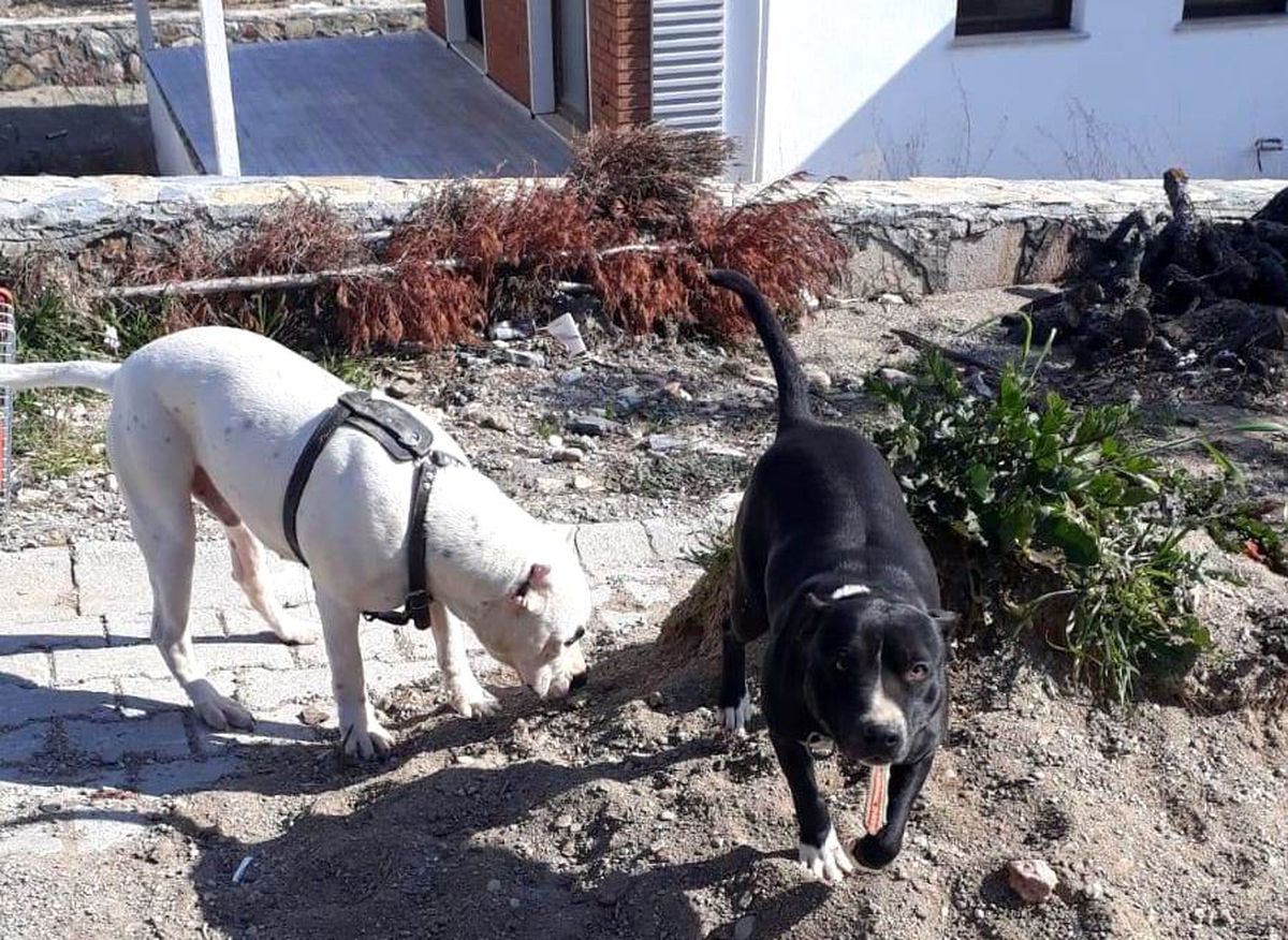 Gömeç\'te Köpek Operasyonu