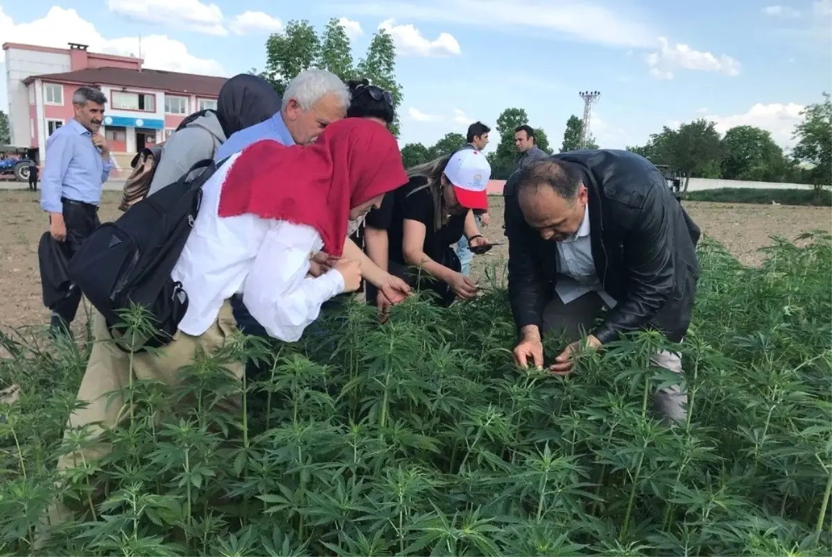 Kenevir Üretimi İçin Çok Sayıda Kişi Başvuru Yaptı