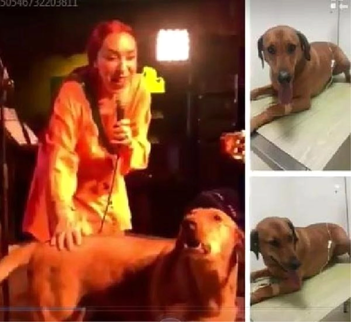 Leman Sam\'ın Konserinde Sahneye Fırlayan Köpeği Zehirlediler