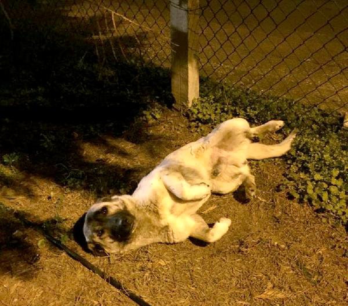 Otomobilin Çarptığı Köpek Yaralandı