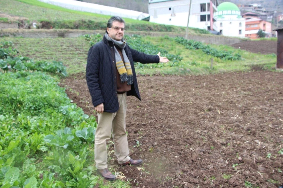 Dünyada Patates Üretimi Yapan Ülkelerde "Patates Siğili Hastalığı" Görülüyor