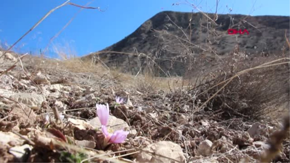 Erzurum Oltu\'da Kar Çiçekleri Açtı