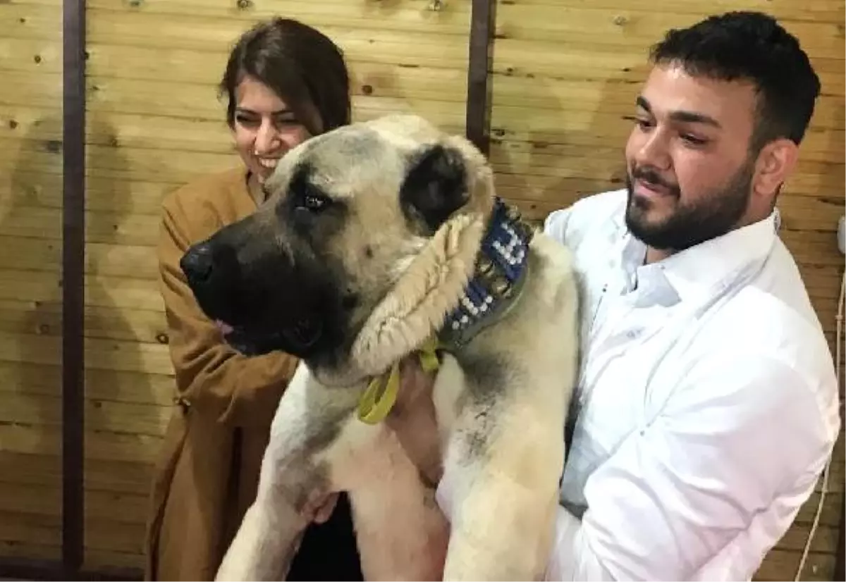 Kangal Köpeklerinin Güneydoğulu Rakibi Kurtboğan, Fuarın Gözdesi Oldu