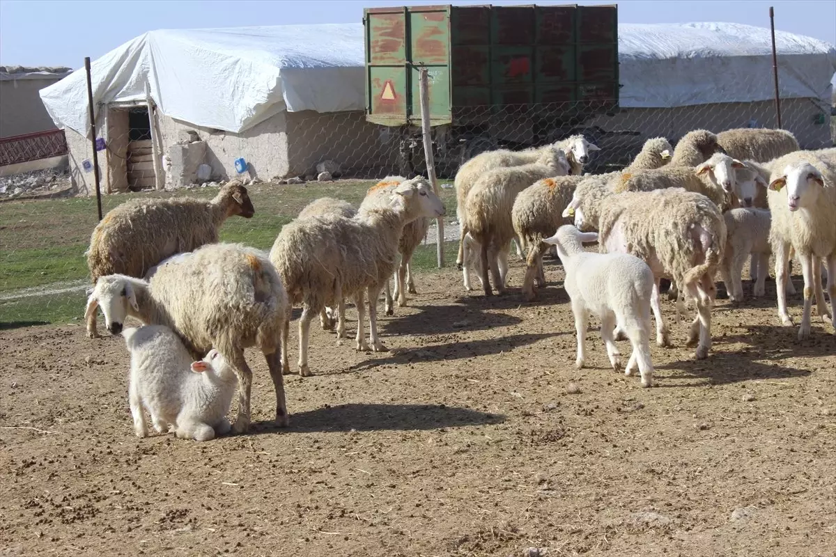 Kuzular Annelerini Kokusundan Tanıyor