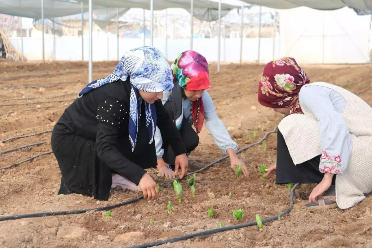 Şanlıurfa Hollanda\'ya Meydan Okuyacak