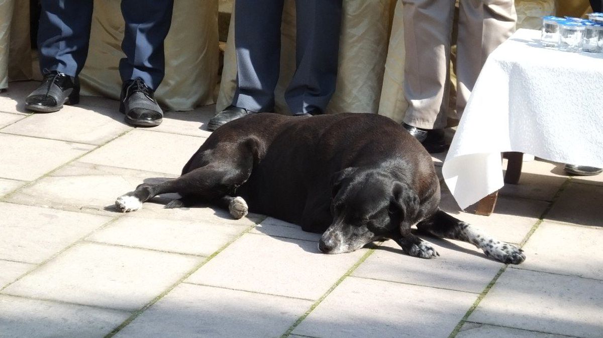 Sevimli Köpek Törene Damgasını Vurdu