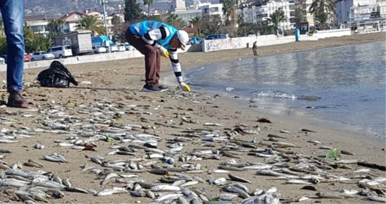 Alanya\'da Sahile Ölü Gümüş Balıkları Vurdu