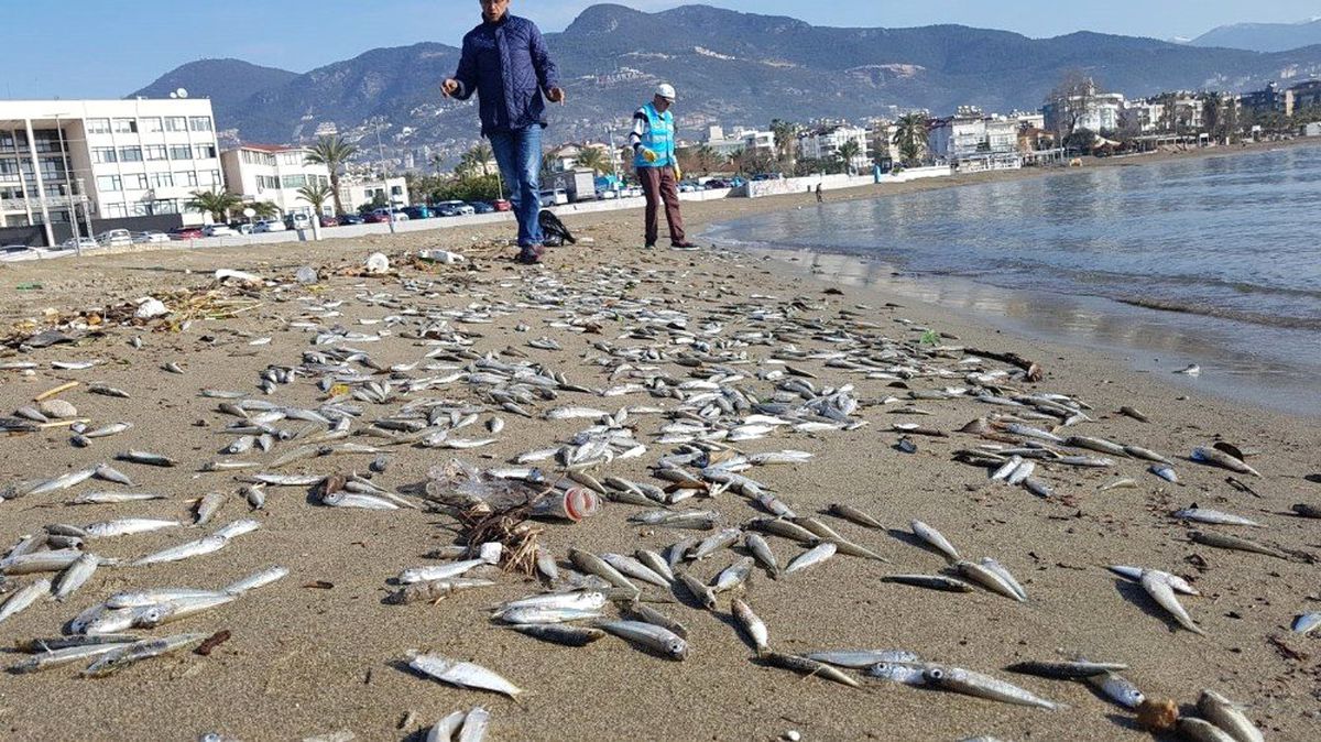 Alanya\'da Telef Olmuş Binlerce Balık Sahile Vurdu