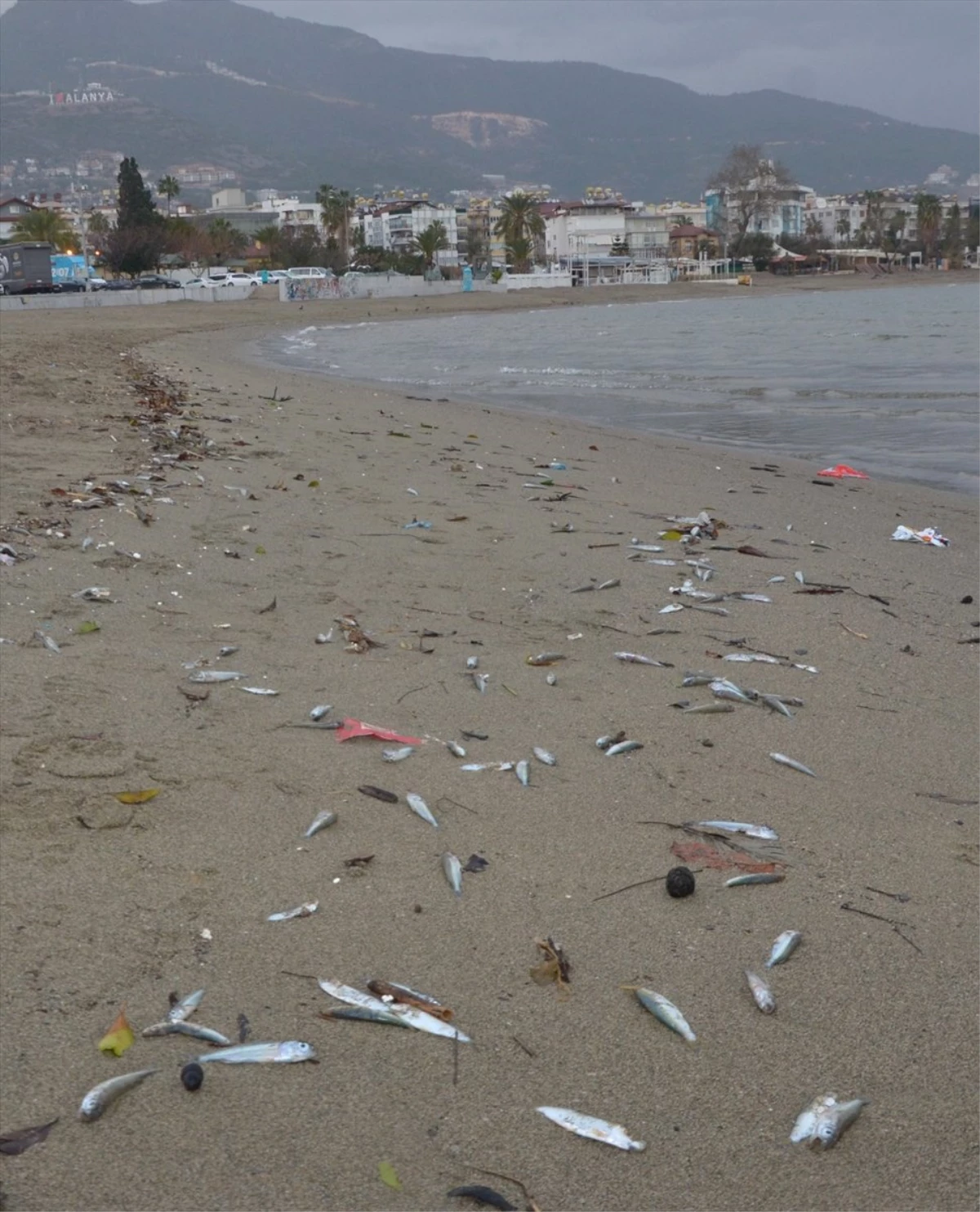 Antalya\'da Sahile Çok Sayıda Ölü Balık Vurdu