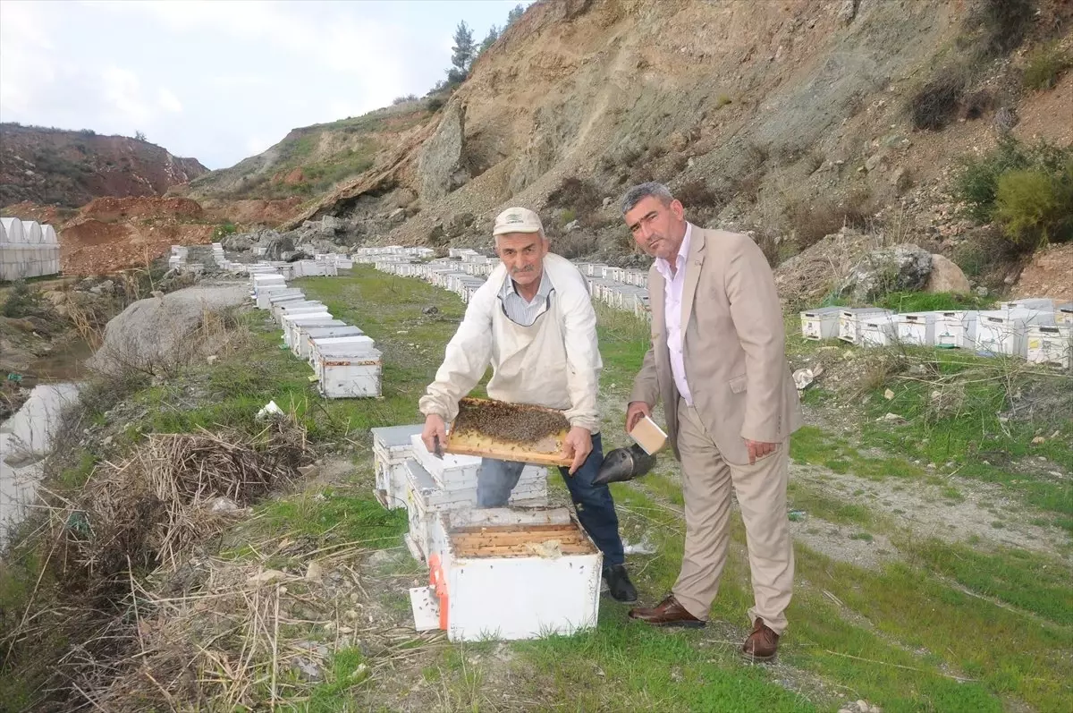 Arı Yetiştiricileri Portakal Çiçeği Balı İçin Kumluca\'ya Geliyor