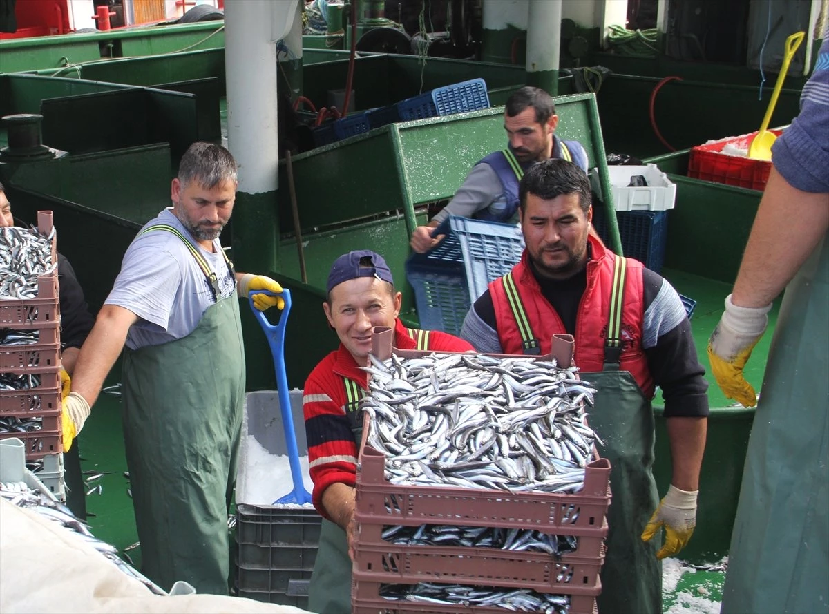 Balıkçıların Hamsi Avından Umudu Kalmadı