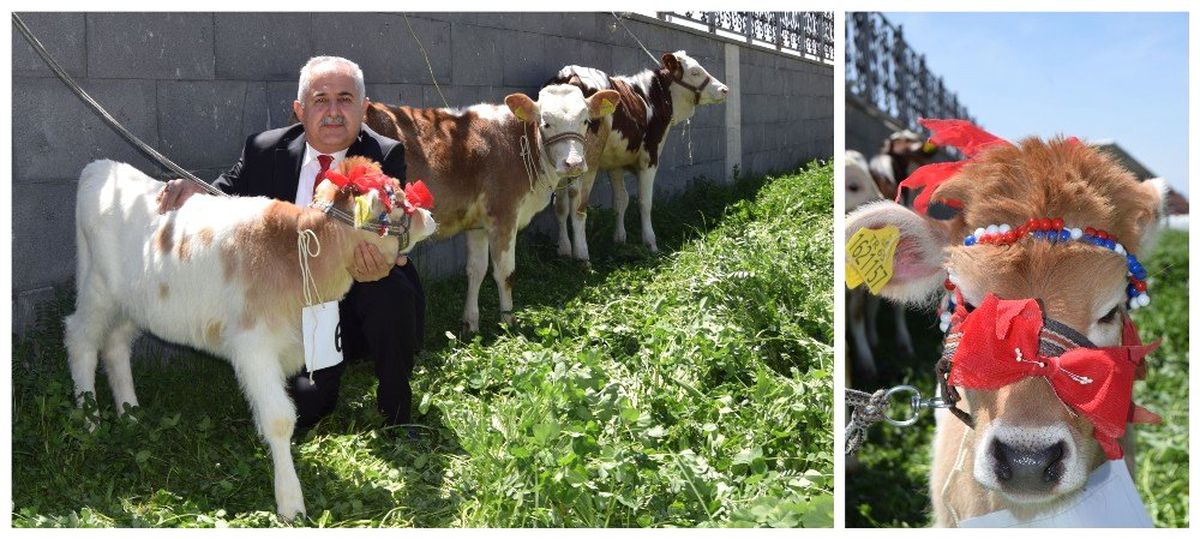 Buzağı Destek Ödemeleri Başlıyor