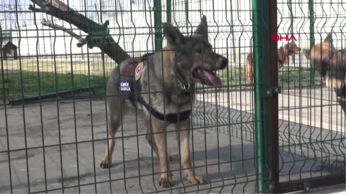 Edirne Kapıkule\'nin Narkotik Köpekleri, 1 Ayda 122 Milyon Liralık Uyuşturucu Buldu