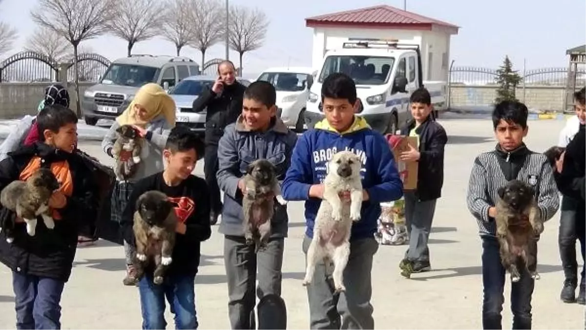 Erciş\'te İşkence Edilen Köpeklere Öğretmen ve Öğrenciler Sahip Çıktı