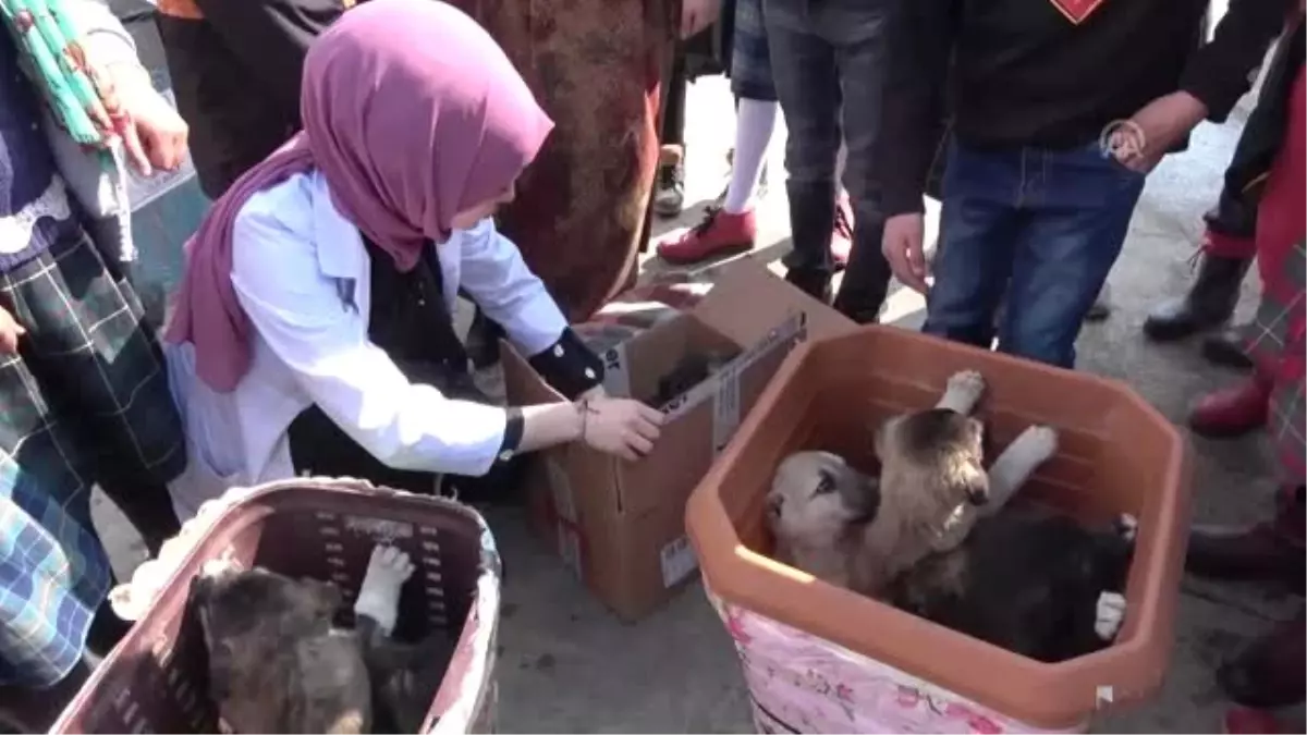 Köpek Yavrularına Öğrenciler ve Öğretmenleri Sahip Çıktı