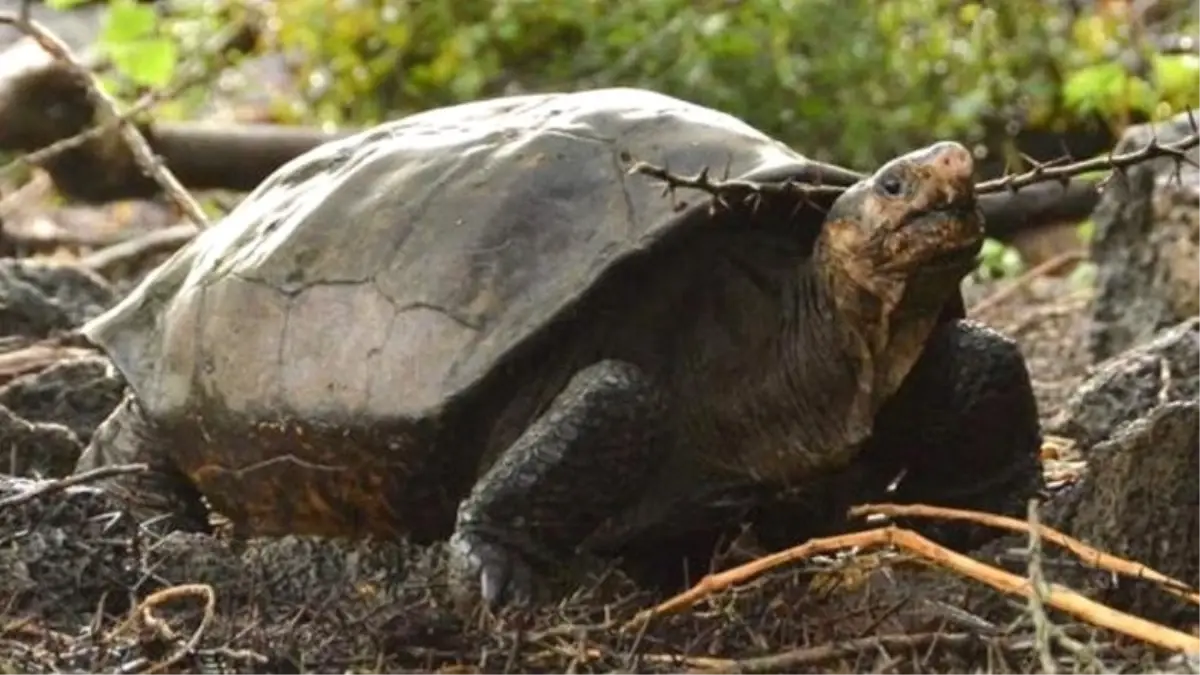 Nadir Görülen Dev Galapagos Kaplumbağası, 113 Yıl Sonra Ortaya Çıktı