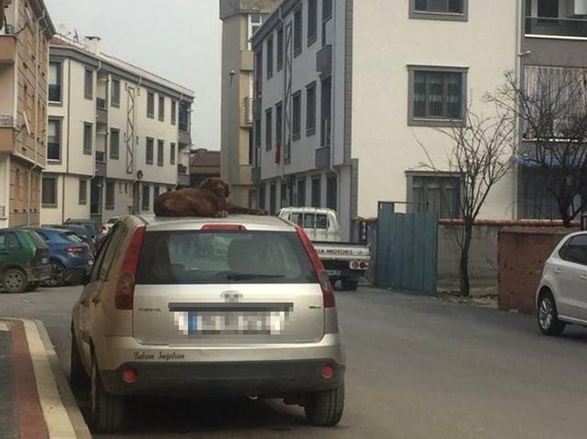 Tebessüm Ettiren Fotoğraf
