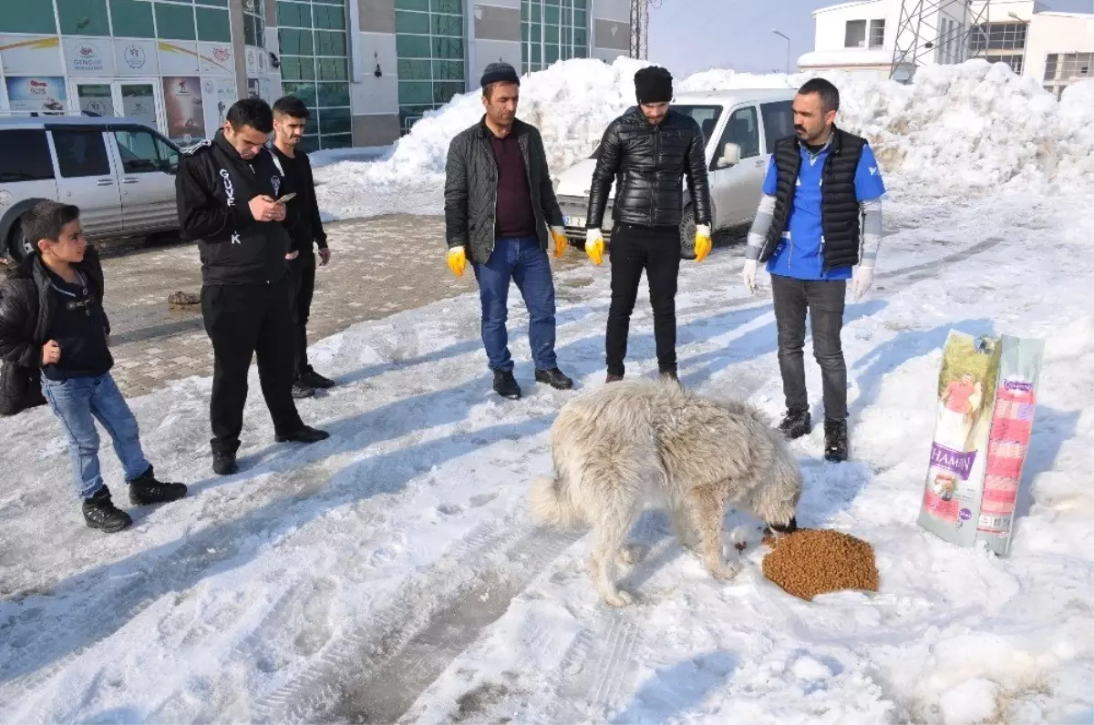 Yüksekova\'da Sokak Hayvanları İçin Yemleme Çalışması