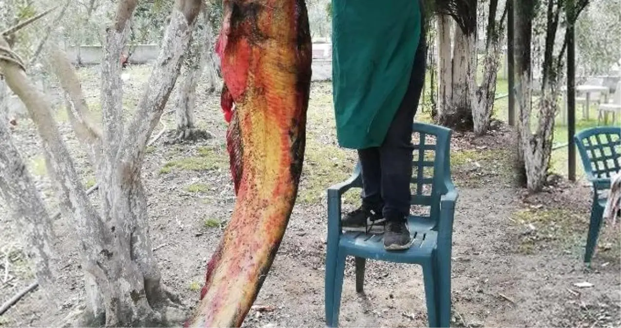 2 Metre 20 Santim Boyundaki Devasa Yayın Balığı, Görenleri Hayrete Düşürdü