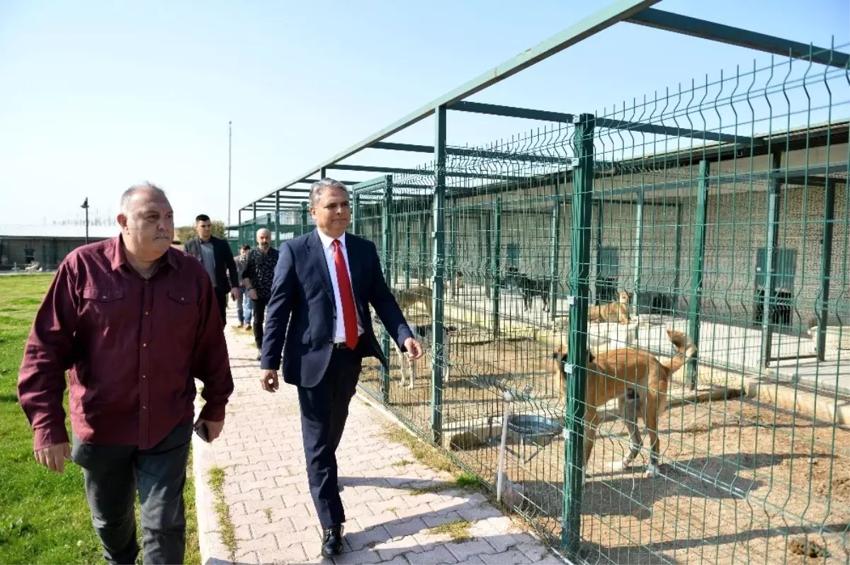 Başkan Uysal Barınakta İncelemede Bulundu