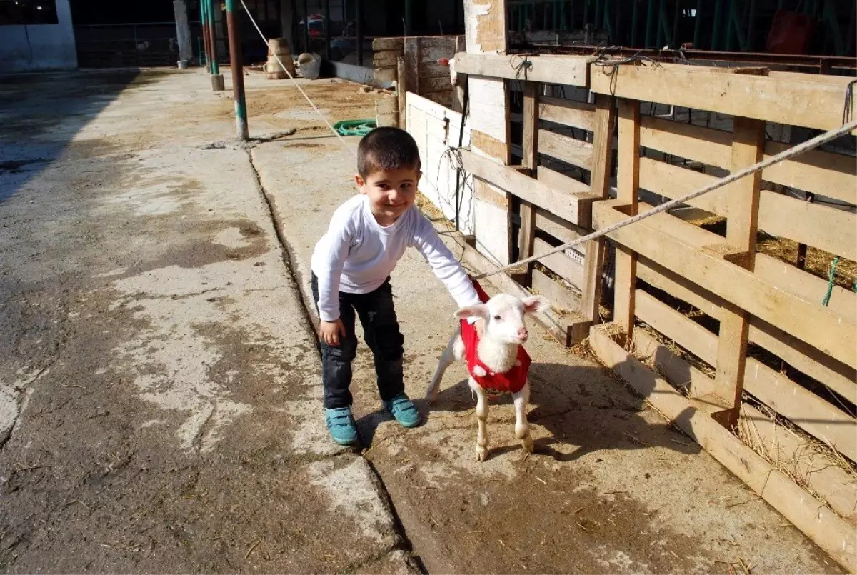 Felçli Kuzunun Yürümesi İçin Düzenek Kurdu