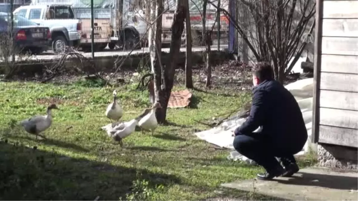 Kazlar "Yol Arkadaşı" Oldu - Bartın