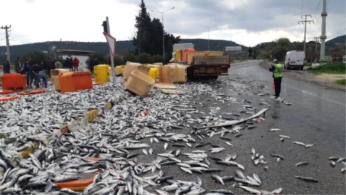 Tır Sinyalizasyon Direğine Çarptı, Dorsedeki Tonlarca Balık Yola Saçıldı