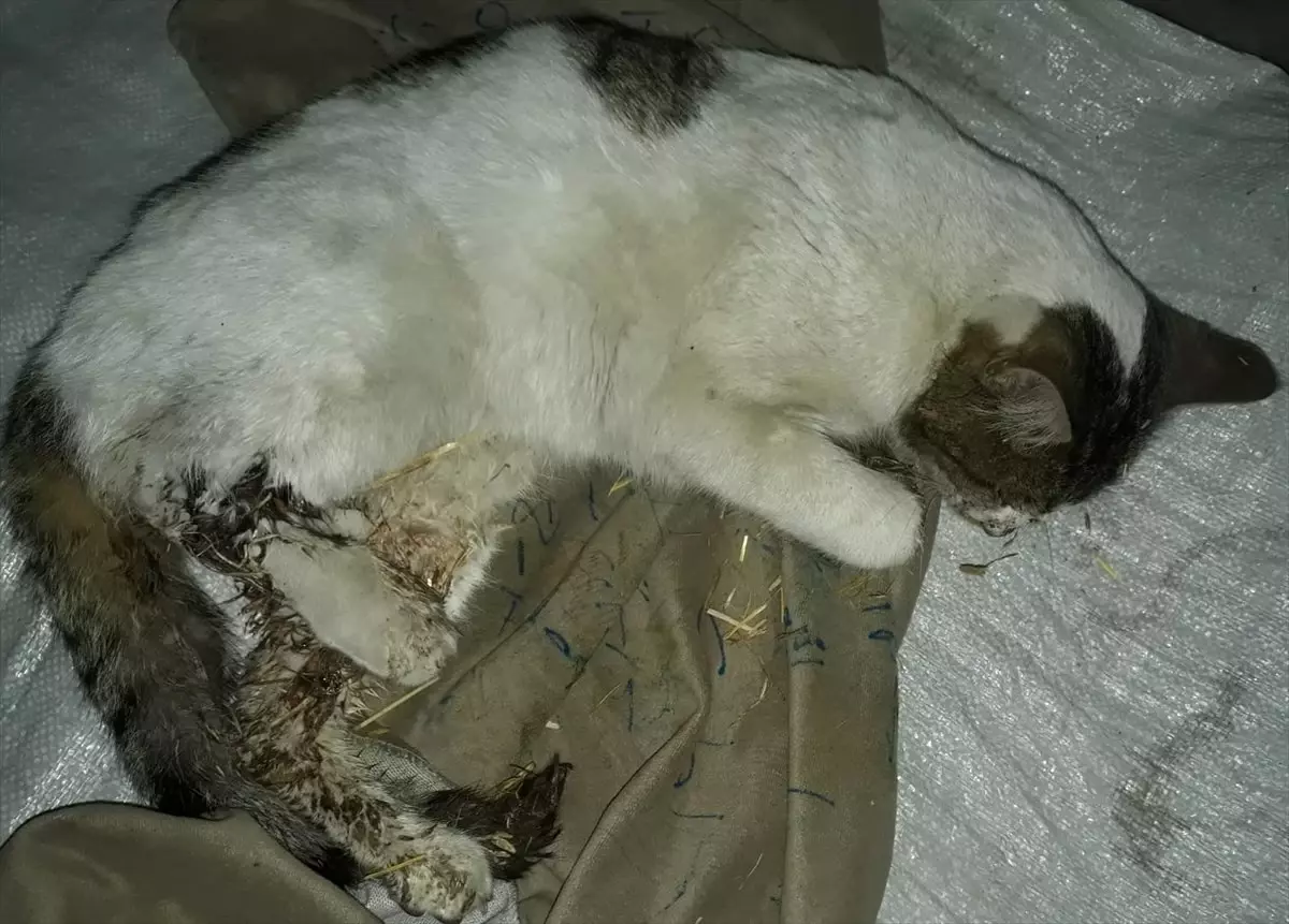 Tüfekle Vurulmuş Halde Bulunan Kedi Kurtarılamadı