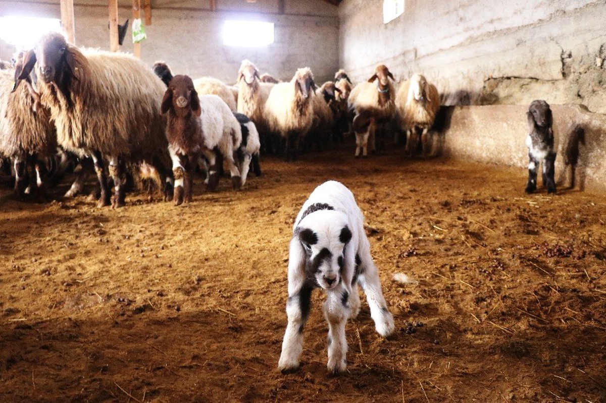 Baharın Müjdeleyicisi Kuzular Dünyaya Geldi