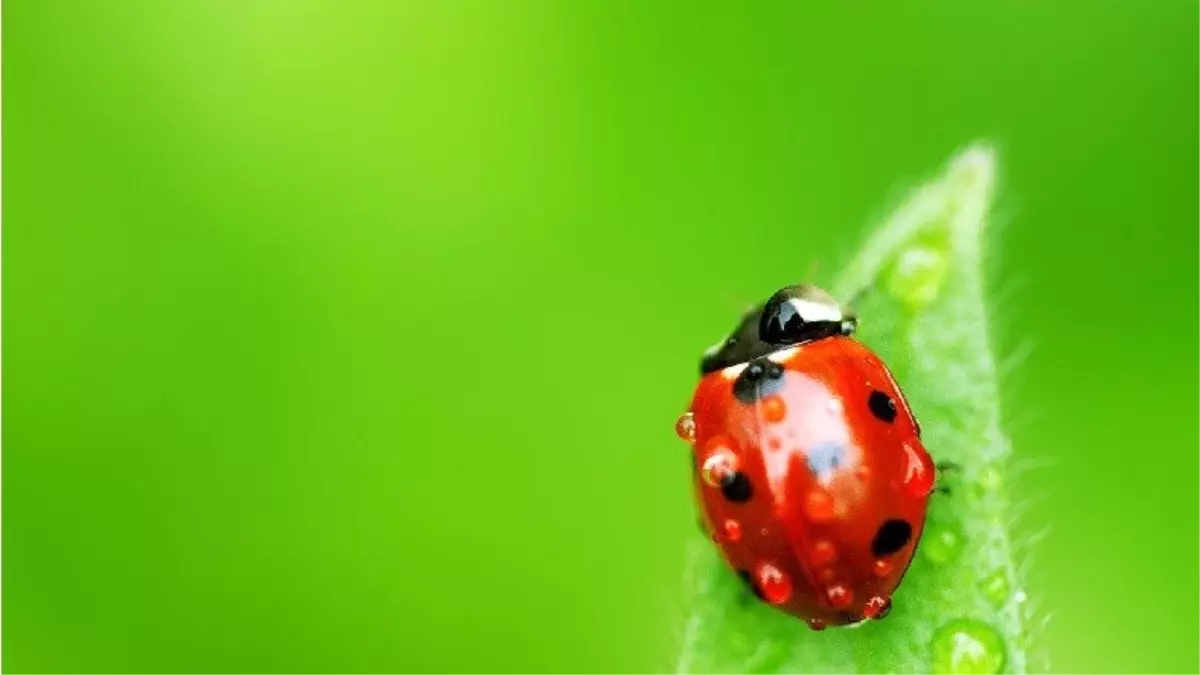 Böcek Türlerinin Büyük Bir Hızla Yok Olması, İnsanlık İçin Ne Kadar Tehlikeli?