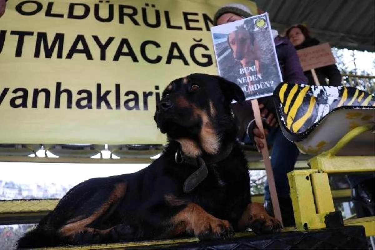 Bodrum\'da Köpeklerin Zehirlenerek Telef Edilmesine Tribünde Protesto