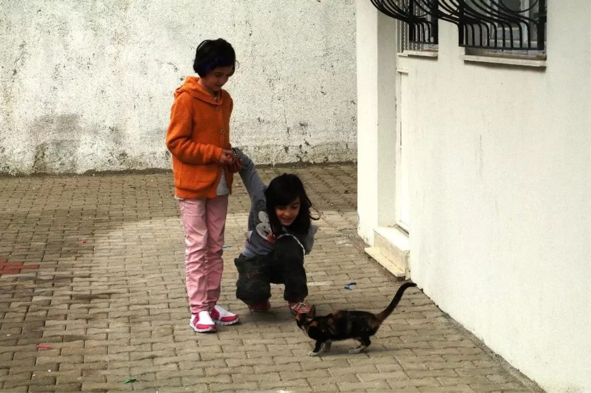 Boş Evde Mahsur Kalan Kedi Sütü Görünce Dayanamadı