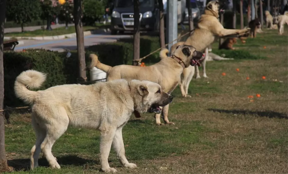 Köpekler Jüri Önüne Çıktı