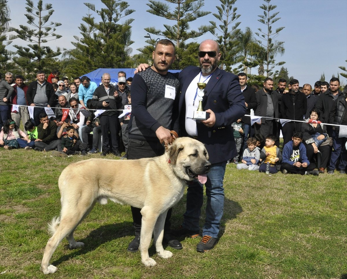 Milli Takıma Seçilecek Yerli Irk Köpekler İçin Yarışma