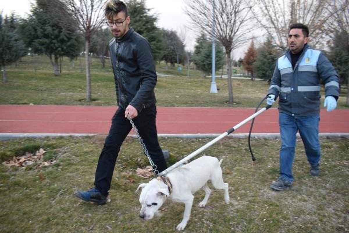 Başıboş Dolaşan Pitbull, Yakalanarak Barınağa Götürüldü