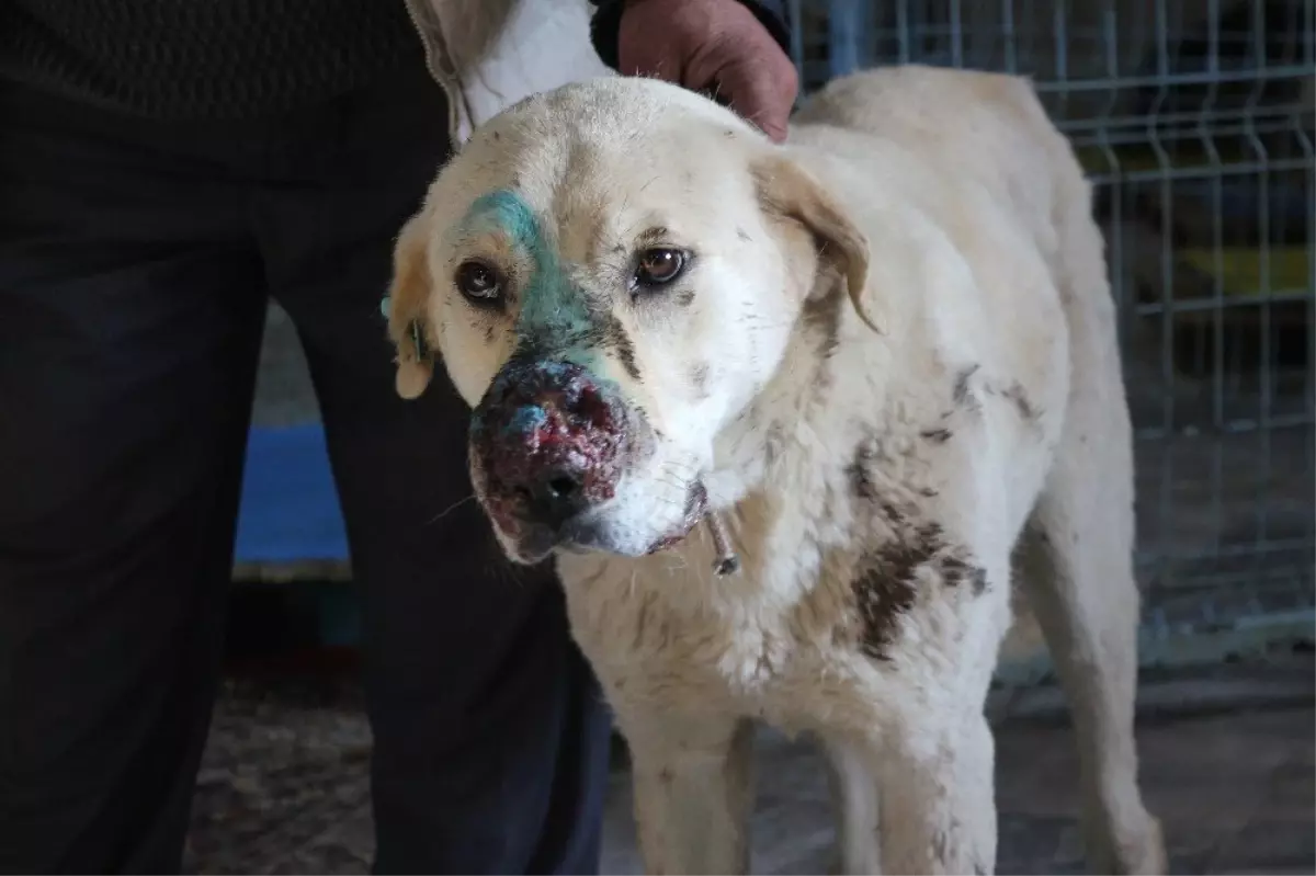 Burnunda Tümör Oluşan Köpek Sokağa Terk Edildi