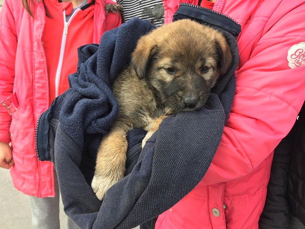 Duyarlı Öğrenciler Yaralı Köpeğe Sahip Çıktı