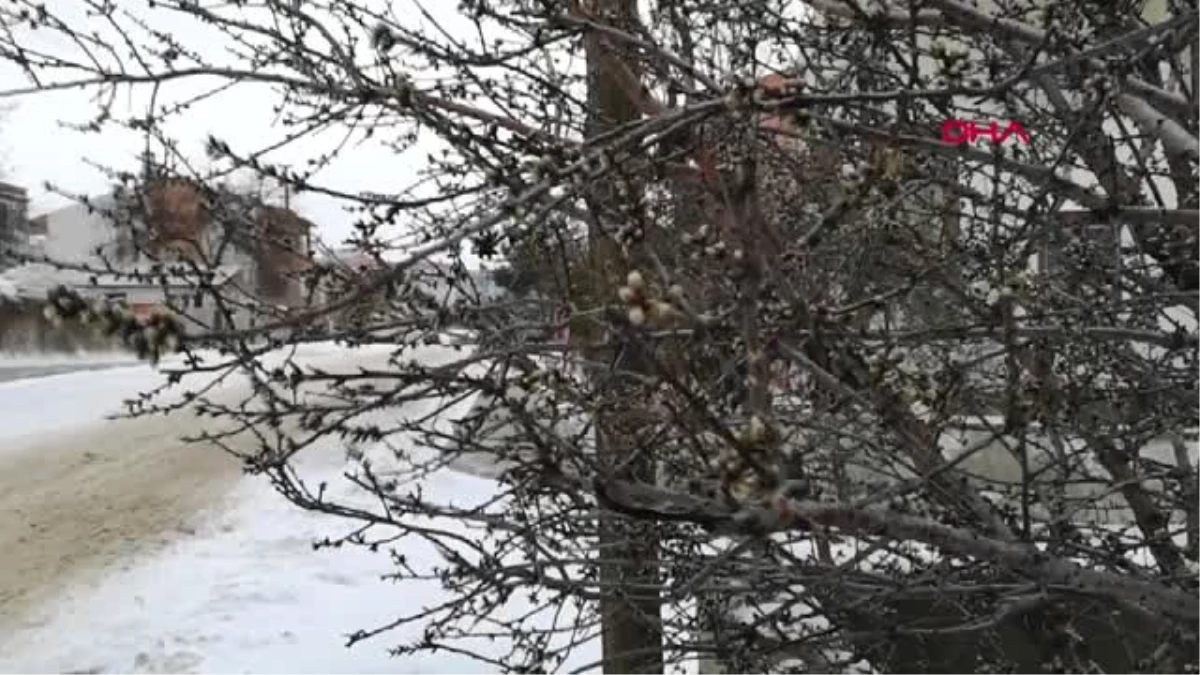 Edirne\'de Badem Ağaçlarının Açan Çiçekleri Buz Tuttu