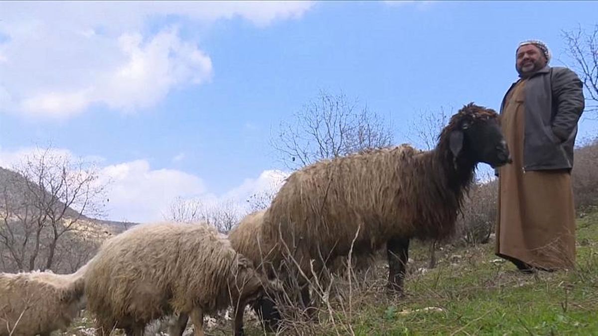 Irak\'ta Çobanlarla Sürüleri Meralara Geri Döndü