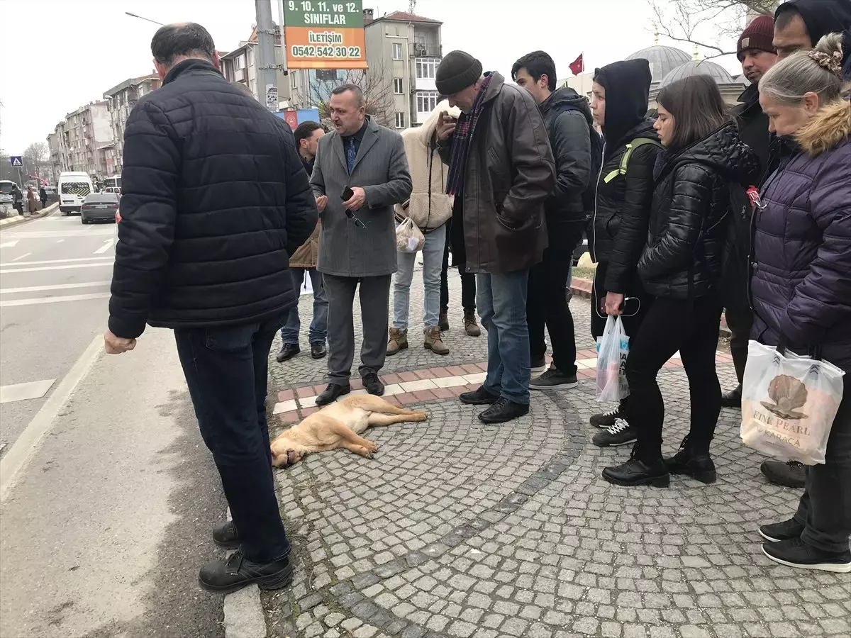 Minibüsün Çarptığı Köpek Telef Oldu