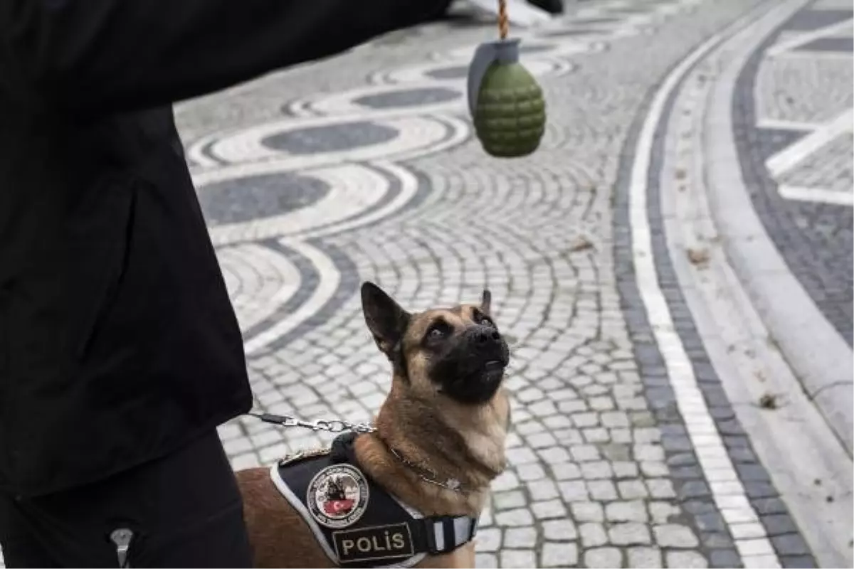 Onlar,  Polisin Can Dostları... Bombaların Kokusunu Alıyor, Patlamaları Önlüyorlar