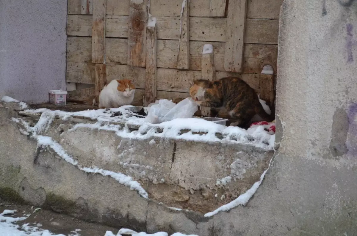 Tekirdağ\'da Hayvanlar Telef Olmasın Diye Sokak Aralarına Ekmek ve Yem Bırakılıyor