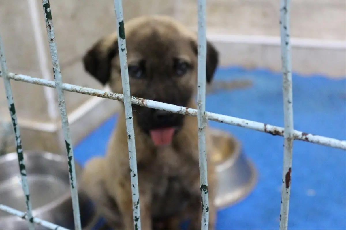 Tekme Atılarak Çenesi Kırılan Yavru Köpek Tedavi Edilecek